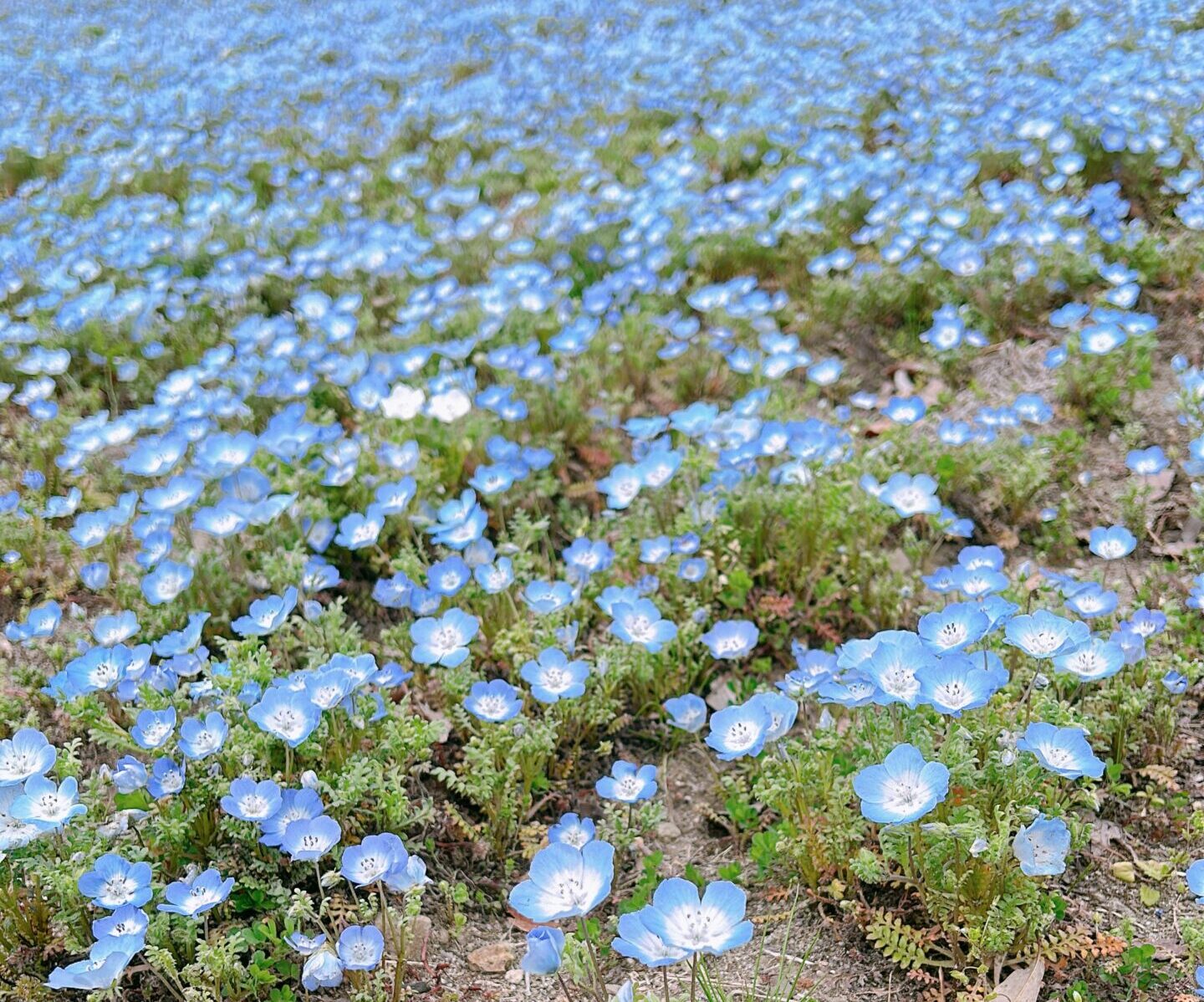 七北田公園　ネモフィラ　青い花