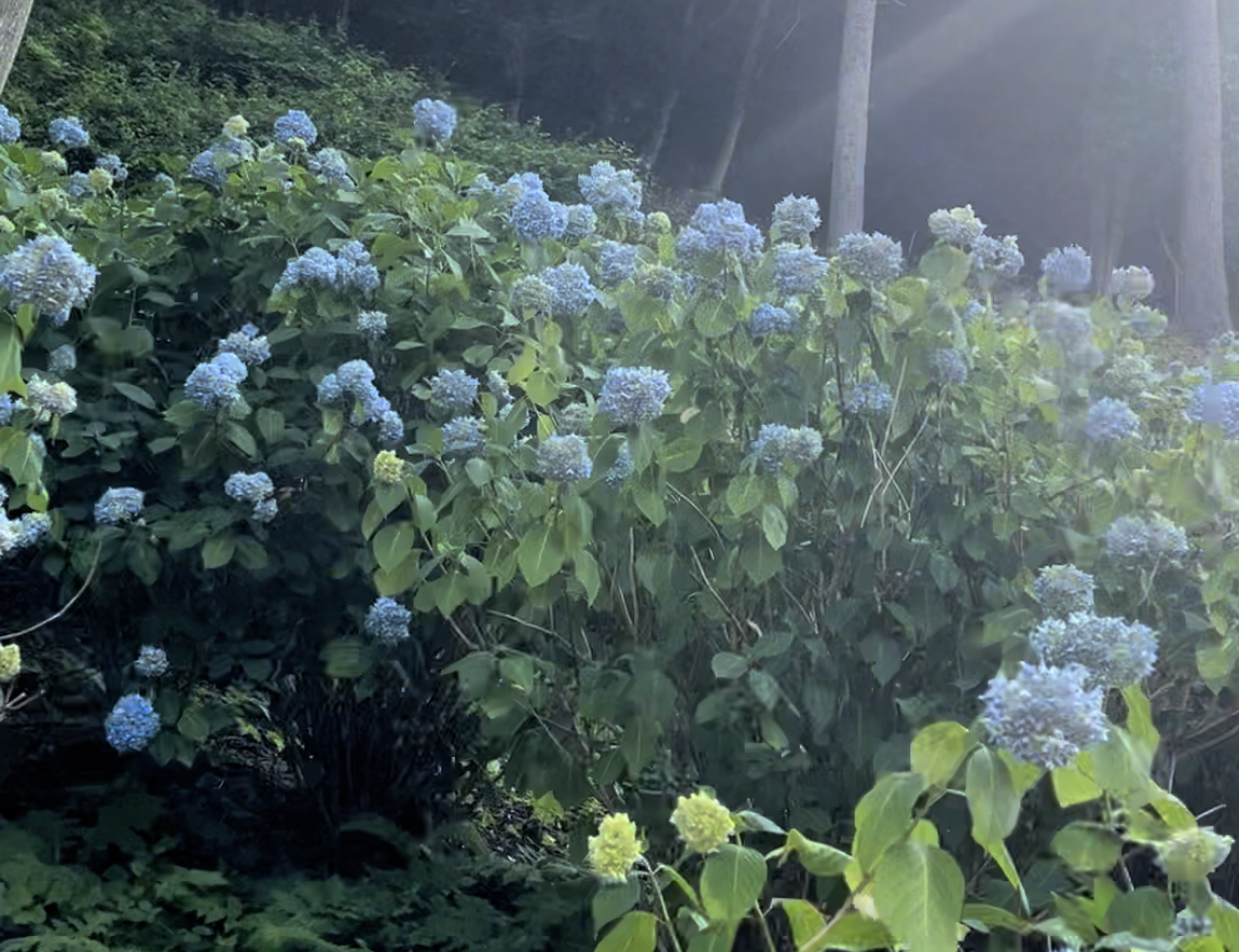 天守閣自然公園の紫陽花