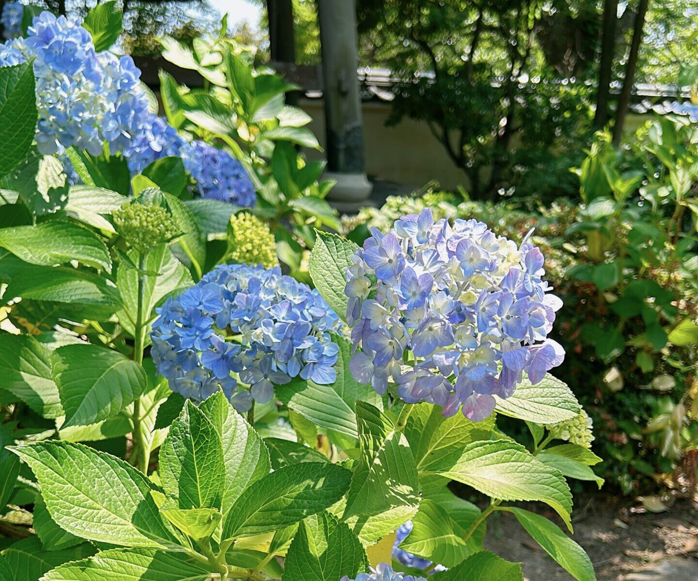 資福寺(紫陽花寺)の紫陽花