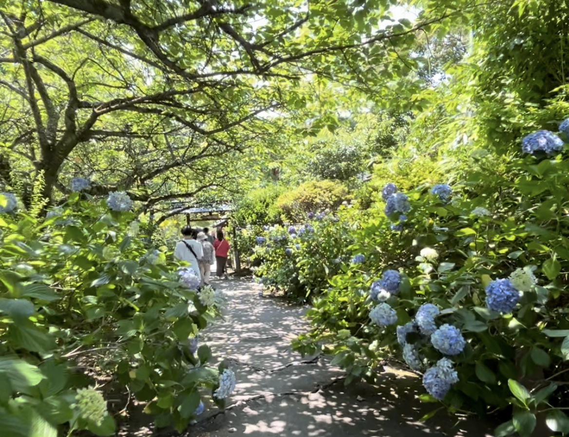 市民ランナー　仙台ランナー　ランニング日記　資福寺　紫陽花寺