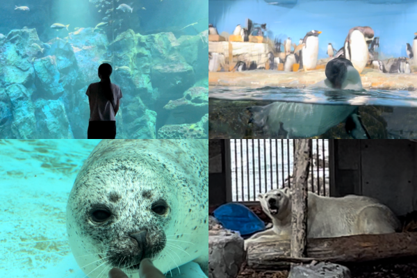 日本海メロンマラソン大会　男鹿水族館GAO