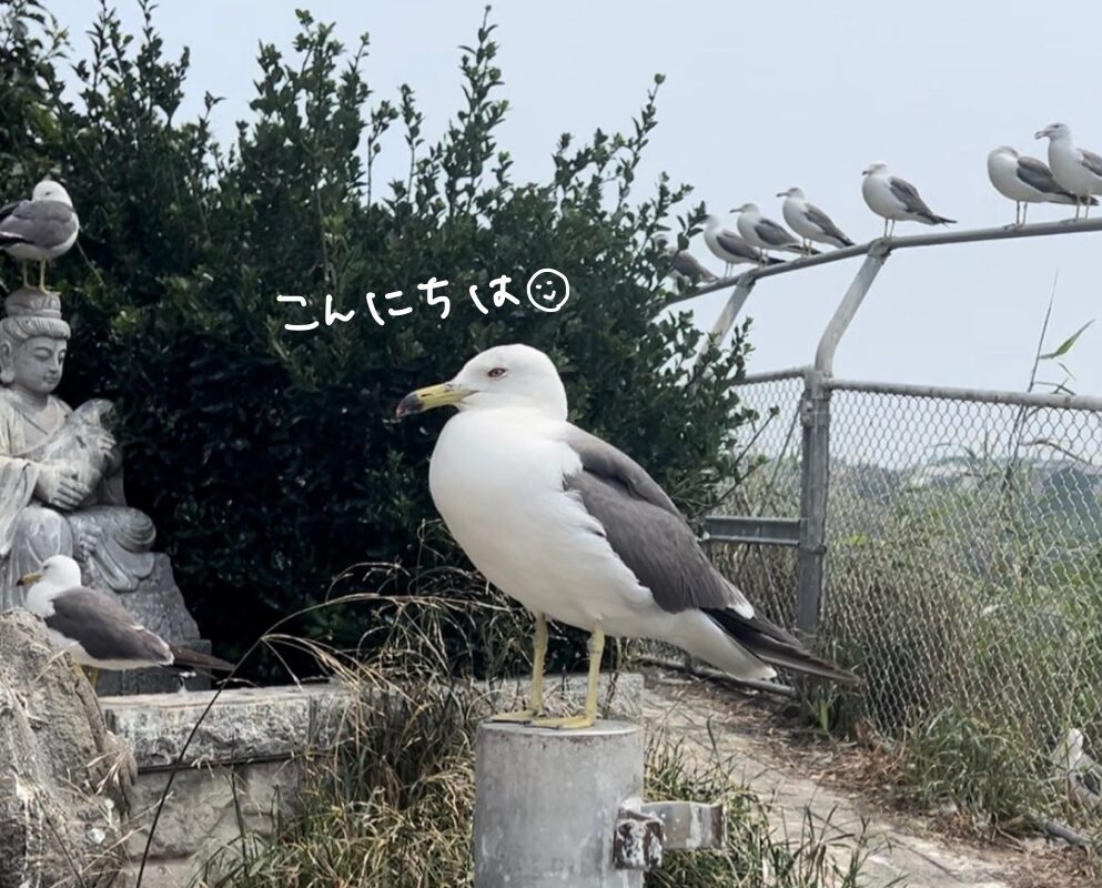 青森　ランニングコース　八戸　蕪島　八戸うみねこマラソンコース　旅ラン