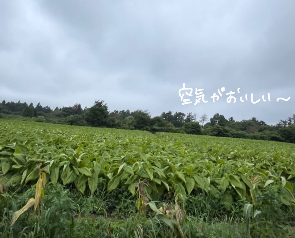 日本海メロンマラソン大会　コース　参加レポート　