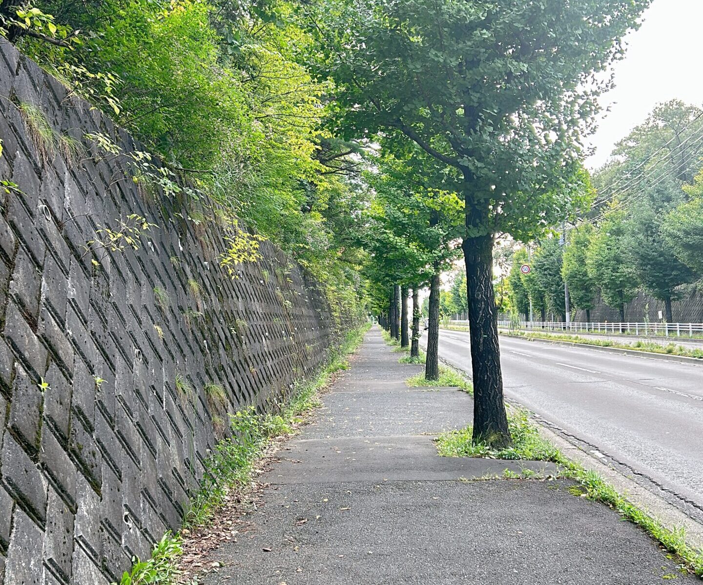 仙台のランニングコース