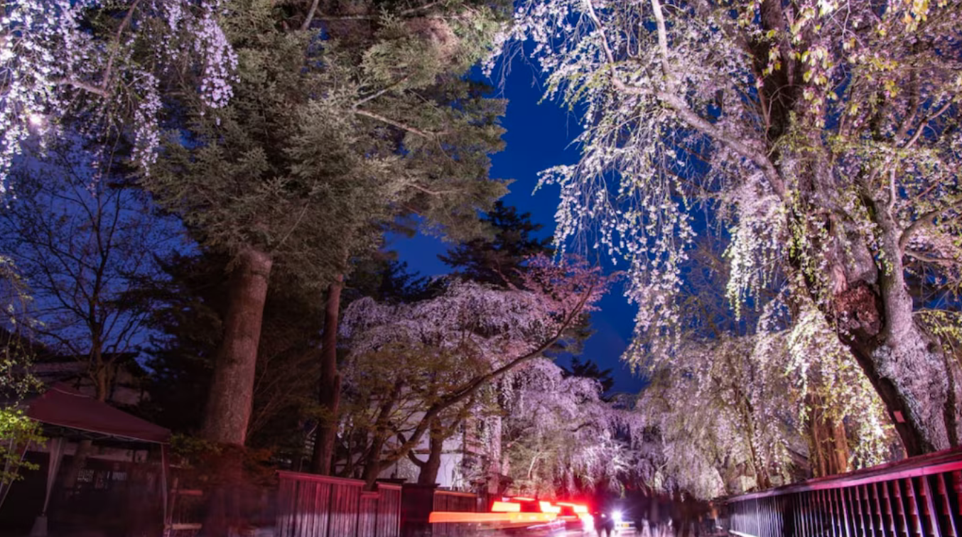 角館の桜