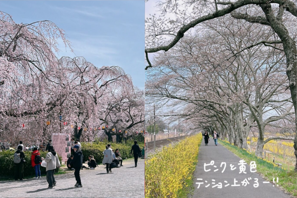 宮城お花見ラン